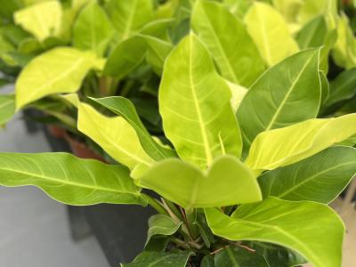 Philodendron Moonlight 8"