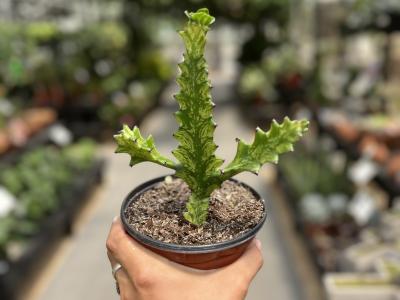 Euphorbia Cactus Mint Cream 6"