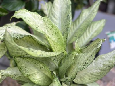 Dieffenbachia Camoflauge 6"