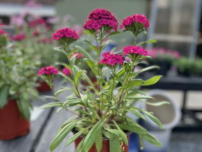 Dianthus Jolt #1
