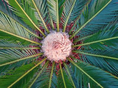 Palm Sago (Outdoor) Great Cold Hardy Palm 10"