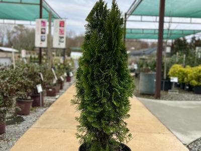 Arborvitae Thuja Occidentalis Emerald Green #7