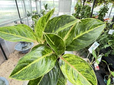 Chinese Evergreen Aglaonema Green Papaya 6"