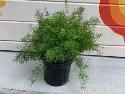 Fern, Asparagus Sprengeri #1