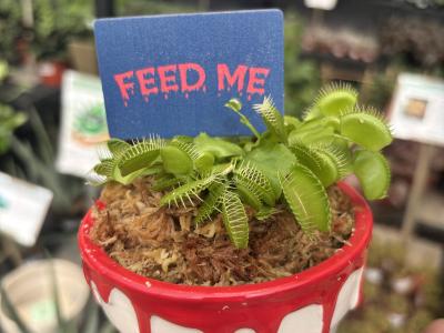 Venus Fly Trap Bloody Pot 3"