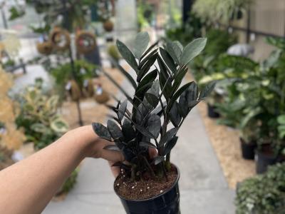 ZZ Plant Super Nova Black 8"