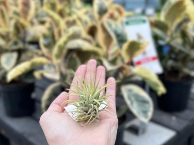 Tillandsia Air Plant Asst. S