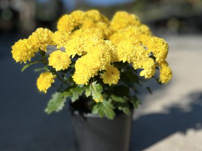 Mum Yellow QT