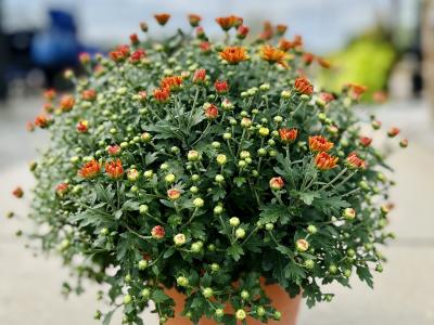 Mum Orange 9"
