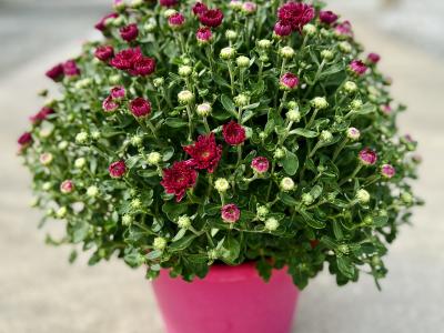 Mum Purple Pink 9"/ 8"